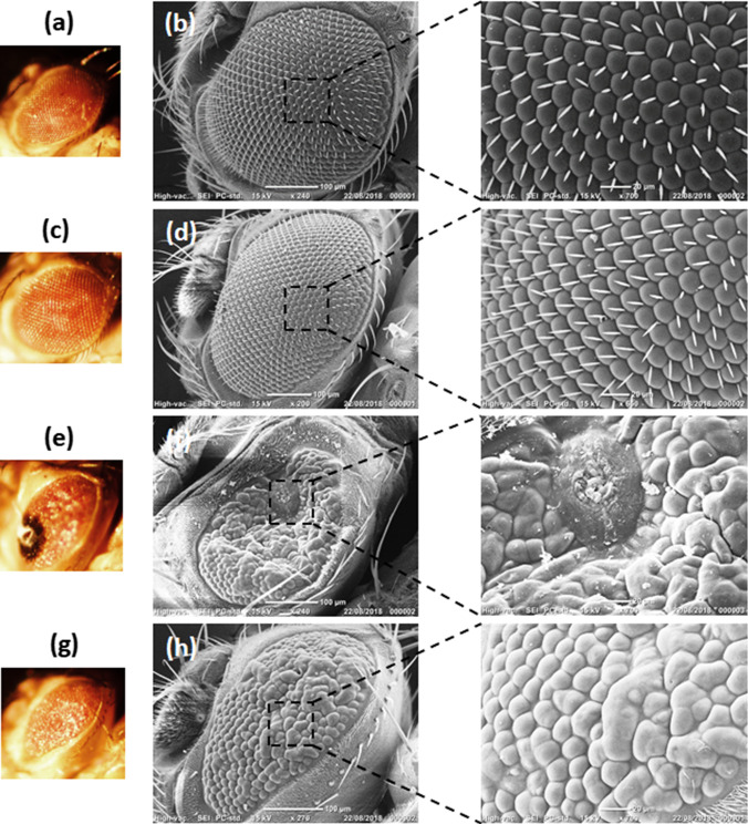 Fig. 7