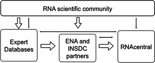 RNAcentral: an international database of ncRNA sequences - PMC