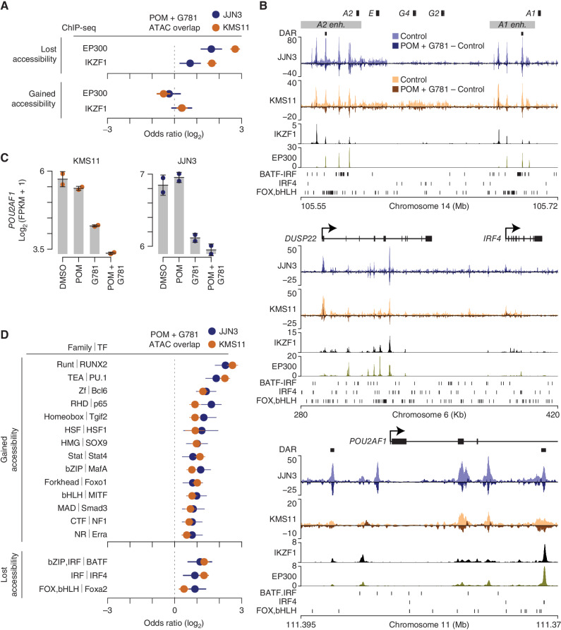 Figure 4. POM + G781 result in chromatin accessibility loss at MM translocated and lineage enhancers. A, Odds ratio of overlap for EP300 and IKZF1 ChIP-seq peaks (MM1S cells) with regions that lost (top) or gained (bottom) chromatin accessibility after POM (200 nmol/L) and G781 (40 nmol/L; POM + G781) treatment in JJN3 (blue) and KMS11 (orange). Confidence intervals (95%) are shown. B, Genome plot of the IGH 3′ enhancers (top), the DUSP22/IRF4 locus (middle), and POU2AF1 (bottom). Differentially accessible regions (DAR) are denoted by black marks. ATAC-seq for JJN3 (blue) and KMS11 (orange) is shown for control cells (lighter shades) along with changes induced by POM + G781 treatment (darker shades). Negative values indicate a loss in chromatin accessibility. IKZF1 and EP300 ChIP-seq are shown below for MM1S myeloma cells. Transcription-factor (TF) binding motifs enriched in regions that lose chromatin accessibility are shown (bottom, each plot). C, RNA expression of POU2AF1 as determined by RNA-seq in KMS11 (left) and JJN3 (right) for DMSO, POM (200 nmol/L), G781 (40 nmol/L), and combination (combo) treated cells. D, Odds ratio of overlap of transcription-factor binding motifs with regions that gain (top) or lose (bottom) chromatin accessibility in JJN3 (blue) and KMS11 (orange). Only TF families enriched (FDR ≤0.01) in both JJN3 and KMS11 are shown with the highest-ranking TF from each family, labelled. TF are from HOMER software with 95% confidence intervals shown. ATAC-seq data (B) represent one replicate and RNA-seq (C) represent two replicates per cell line per condition.