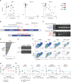 Figure 6. BATF proteins promote myeloma viability and drug resistance. A, Scatter plot of expression (x axis) by dependency (Chronos, y axis) for BATF (left), BATF2 (middle), and BATF3 in multiple myeloma cell lines in the DepMap project. Expression data from the Cancer Cell Line Encyclopedia. Pearson correlation (R) and significance of correlation (P) as determined by linear regression are listed. Select cell lines are denoted in color (key, right). B, Diagram of the BATF2 translocation in L363 cells identified by mate-pair sequencing (top), CRISPR-Cas9 targeting sites (vertical dotted lines), and the PCR primers (red and blue arrows) used to distinguish the endogenous translocated region from the successfully deleted BATF2/enhancer region (bottom). C, PCR analysis of genomic DNA from L363 cells electroporated with CRISPR-Cas9 and sgRNAs targeting the BATF2/Enhancer locus (B). The top gel shows the detection of the translocated BATF2/enhancer across all days tested. Bottom panel shows successful deletion of BATF2/enhancer that is lost following 7 days of coculture expansion. D, BATF expression in a panel of 66 HMCLs determined by RNA-seq. Expression is shown in fragments per kilobase per million reads (FPKM) with select cell lines labeled and shown in color. E, Western blot of BATF and β-ACTIN loading control in shRNA knockdown of BATF (shBATF) or a negative control (shCtrl) of BATF in KMS12BM cells. F, Representative flow cytometry plots of KMS12BM cells infected with shRNA empty vector (top) or an shRNA targeting BATF (bottom). Cells were plated at equal densities on day 0, then treated for 3 days with DMSO control, 200 nmol/L POM, 40 nmol/L G781, or the combination. Annexin V is shown on the y axis, Live/Dead viability dye is on the x axis. Equal volumes were analyzed for all conditions and biological triplicates were measured. The percent population of each gate is listed. G, Growth curve of panel F KMS12BM cells infected with shRNA empty vector (black line) or an shRNA targeting BATF (red line) and then treated with combination 200 nmol/L POM plus 40 nmol/L G781. Fold expansion is shown on the y axis (log10 scale). Days posttreatment are shown on the x axis. H, Growth curves of 4 different HMCLs expressing negative (neg) ctrl eGFP (black lines) or exogenous BATF (blue lines) and treated with combination 200 nmol/L POM plus 40 nmol/L G781. Fold expansion is shown on the y axis (log10 scale). Cell line and translocated enhancer driving MYC expression are shown on top. Days posttreatment are shown on the x axis. P values determined by an unpaired t test.