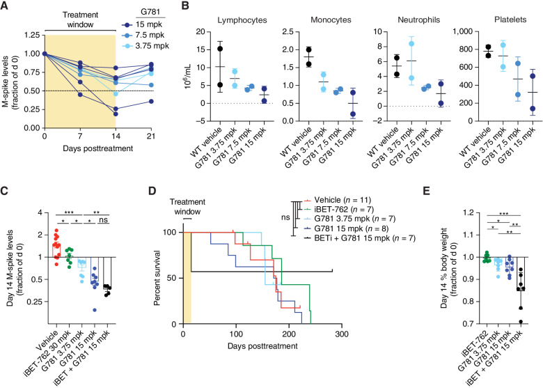 Figure 2. JQ1 and G781 are toxic in vivo. A, Changes in serum M-spike levels (a marker of tumor burden) relative to day 0 in 71–82 week-old de novo Vk*MYC mice treated twice daily for 2 weeks with increasing doses of the EP300 inhibitor G781 (shaded area). B, Day 14 blood cell and platelet counts for the same mice treated in A. C, Day 14 serum M-spike values relative to day 0 for WT mice transplanted with Vk29790 tumor line and treated twice daily for 2 weeks with vehicle, BET inhibitor (iBET-762), EP300 inhibitor (G781), or the combination. D, Survival curves for the same WT mice transplanted and treated in C. E, Day 14 decreases in % body weight relative to day 0 for same mice treated in C and D. For all panels, each dot represents an individual mouse. Survival curve statistics in D were derived from the Mantel–Cox log-ranked χ2 test. All other P values were determined by an unpaired t test: *, P < 0.05; **, P < 0.01; ***, P < 0.001; ****, P < 0.0001. ns, not significant. Error bars display SD.