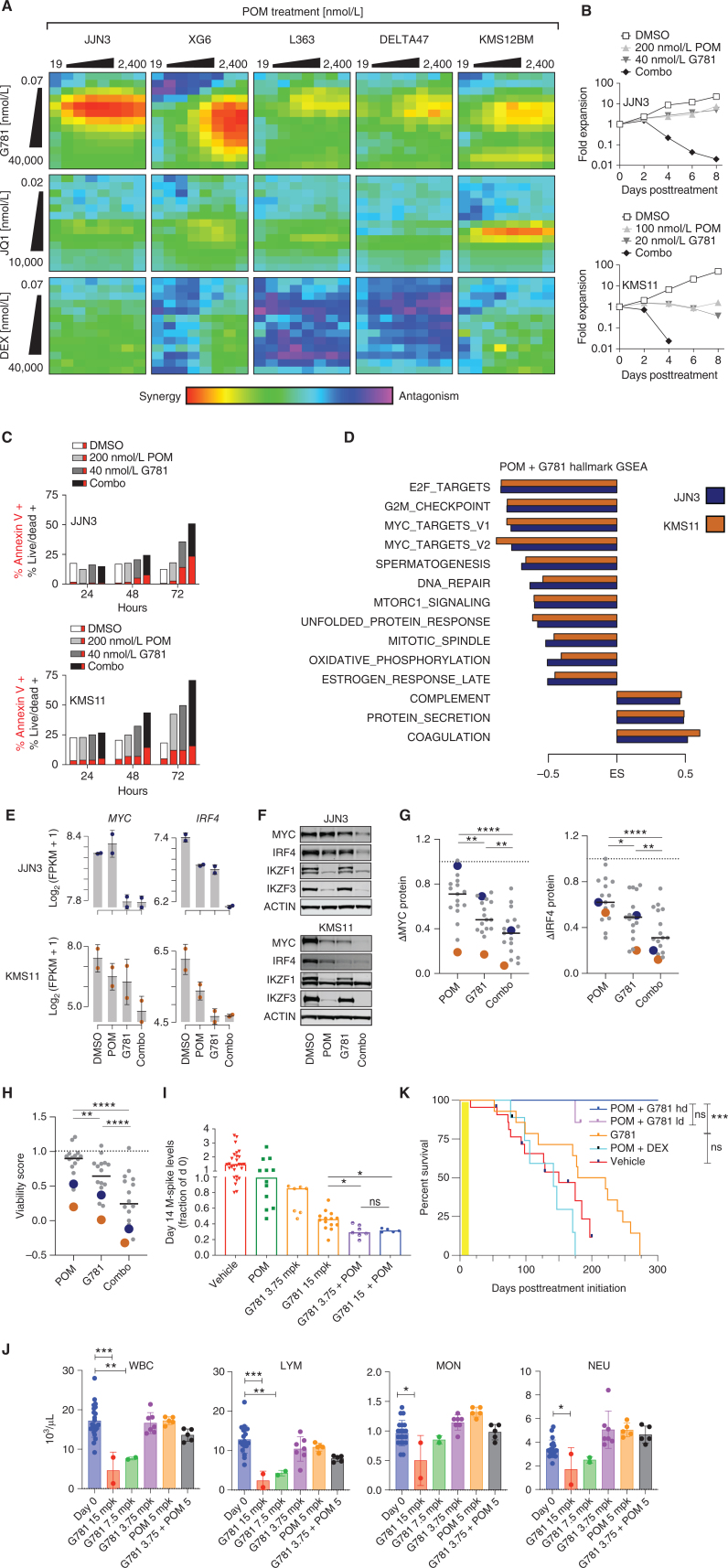 Figure 3. POM + G781 effectively target MYC and IRF4 in vitro, and synergize in vivo. A, Heat maps showing Loewe synergy scores from 6 HMCLs (listed on top) treated for 72 hours with increasing doses of POM (top; x axis) paired with increasing doses of G781 (top row; y axis), JQ1 (middle row; y axis), or DEX (bottom row; y axis). Red and yellow shading indicates drug synergy whereas blue and purple indicates drug antagonism. B, Growth curves for JJN3 (top) and KMS11 (bottom) cell lines treated with DMSO control or low doses of POM, G781, or the combination. Y axis shows the fold expansion of cells normalized to day 0. The x axis shows days posttreatment. C, Bar graphs of cell lines JJN3 (top) and KMS11 (bottom) showing the percent-positive cells (y axis) as measured by flow cytometry. Cells were treated with 200 nmol/L POM, 40 nmol/L G781, or the combination across three different time points (x axis). For each condition, the fraction of cells positive for Annexin V–only is displayed in red, added to the remaining fraction of cells double-positive for both Annexin V and Live/Dead is shown in grayscale. D, Gene set enrichment analysis (GSEA) of RNA sequencing for 200 nmol/L POM and 40 nmol/L G781, 48-hour treated myeloma cells. Enrichment scores (ES) are shown for significant (FDR ≤0.01) Hallmark gene sets enriched in both JJN3 (blue) and KMS11 (orange) ranked from most significant (top) to least significant (bottom). E, RNA expression of MYC (left) and IRF4 (right) for JJN3 (top) and KMS11 (bottom) for treatment conditions listed. F, Western blots showing changes in MYC, IRF4, IKZF1, and IKZF3 protein levels in JJN3 (top) or KMS11 (bottom) following 72-hour treatment with 200 nmol/L POM, 40 nmol/L G781, or the combination. G, Dot plots of HMCLs showing a change in MYC (left) and IRF4 protein levels 72 hours following treatment with 200 nmol/L POM, 40 nmol/L G781, or combination as detected by western blot relative to DMSO controls. JJN3 (blue) and KMS11 (orange) are denoted in blue and orange, respectively. H, Viability scores of HMCLs shown in G following 96 hours of treatment with 200 nmol/L POM, 40 nmol/L G781, or the combination. Scores were generated using CellTiter-Glo assay with values normalized to DMSO. I, Day 14 M-spike values obtained in WT mice transplanted with Vk29790 tumor line and treated for 2 weeks, twice daily, with 50 mpk of POM, 3.75 mpk G781, 15 mpk G781, or a POM + G781 combination. Values are normalized to day 0 M-spikes. J, hCRBN+ mice were treated with increasing doses of G781, low-dose POM, or low-dose POM + low-dose G781 (x axis) for 21 days, after which cell counts for white blood cells (WBC) lymphoid cells (LYM), mononuclear cells (MON), and neutrophils (NEU) were calculated using a Heska Hematology Analyzer. Day 0 cell counts prior to treatment are shown in blue. K, Survival curve of WT mice transplanted with Vk29790 tumor line and treated for 2 weeks (yellow shading), twice daily, with Vehicle, 50 mpk POM + 10 mpk DEX,15 mpk G781, or combination 50 mpk POM + 15 or 3.75 (ld) mpk G781. P values in K derived from the Mantel–Cox log-ranked χ2 test. For all other panels, P values were determined by unpaired t test. *, P < 0.05; **, P < 0.01; ***, P < 0.001; ****, P < 0.0001. Error bars display SD. Each dot in G and H represents a unique cell line. Each dot in I–J represents an individual mouse.