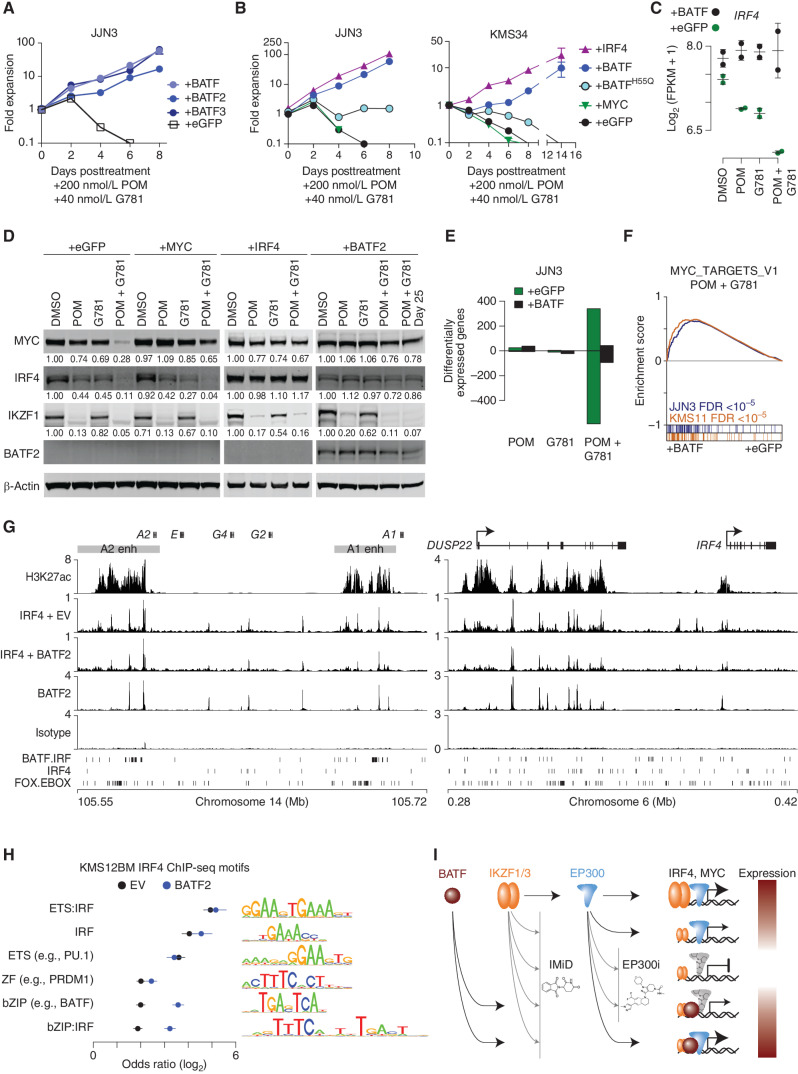 Figure 7. BATF maintains IRF4 and MYC expression by regulating myeloma super-enhancers. A, Growth curves showing JJN3 cells expressing eGFP, BATF, BATF2, or BATF3 constructs listed and treated with 200 nmol/L POM plus 40 nmol/L G781. The y axis shows fold expansion relative to day 0 (log10). The x axis shows days posttreatment. B, Growth curves showing JJN3 and KMS34 cells expressing various constructs listed, and treated with 200 nmol/L POM plus 40 nmol/L G781. The y axis shows fold expansion relative to day 0 (log10). The x axis shows days posttreatment. C, IRF4 expression in JJN3 cells treated with 200 nmol/L POM, 40 nmol/L G781, or both (Combo) relative to DMSO controls in cells transduced with a control (eGFP) or BATF-overexpressing construct. D, Day 3 Western blot analysis showing MYC, IRF4, IKZF1, and BATF2 levels in JJN3 cells expressing various constructs (listed at the top), and treated with 200 nmol/L POM, 40 nmol/L G781, or the combination. Actin is shown as a loading control. E, Bar plot of the number of differentially expressed genes (FDR ≤0.01) in JJN3 cells treated with 200 nmol/L POM, 40 nmol/L G781, or both (Combo) relative to DMSO controls in cells transduced with a control (eGFP) or BATF-overexpressing construct. F, GSEA for BATF overexpression (+BATF, left) as compared with control (+eGFP, right) in JJN3 (blue) and KMS11 (orange) cells treated with POM and G781. The positive enrichment score (top) denotes enrichment of the GSEA Hallmark MYC_TARGETS_V1 genes in the BATF versus control. Genes for each cell are ranked and overlap with MYC_TARGETS_V1 genes are shown in color (bottom). G, H3K27Ac and IRF4 ChIP-seq in KMS12BM empty vector (EV) cells as well as IRF4 and BATF2 ChIP-seq in KMS12BM cells overexpressing BATF2 (+BATF2) at the IGH 3′ enhancers (left) and the DUSP22/IRF4 enhancer (right). Isotype control is shown, and BATF-IRF4 composite, IRF4, and FOX-EBOX motifs are shown at the bottom. H, Motif analysis of IRF4-bound regions for KMS12BM “+BATF2” and “EV” cells where the union of the top 5 enriched motifs for each condition was combined, and the odds ratio of each motif is plotted relative to shuffled background regions. Motif logos are shown (right). I, Model of MYC and IRF4 regulation by IKZF1/3, EP300, and BATF in the context of IMiDs and EP300 inhibitors (EP300i). IKZF1/3 and EP300 are found at enhancers of IRF4 and MYC (top row). IMIDs and P300i result in IKZF1/3 depletion and inhibition of P300, respectively, resulting in repression of IRF4 and MYC (rows 2-3) that can be overcome through ectopic expression of BATF, which also binds IRF4 and MYC enhancers. Expression level of IRF4 and MYC is denoted by color (red, high; white, low).