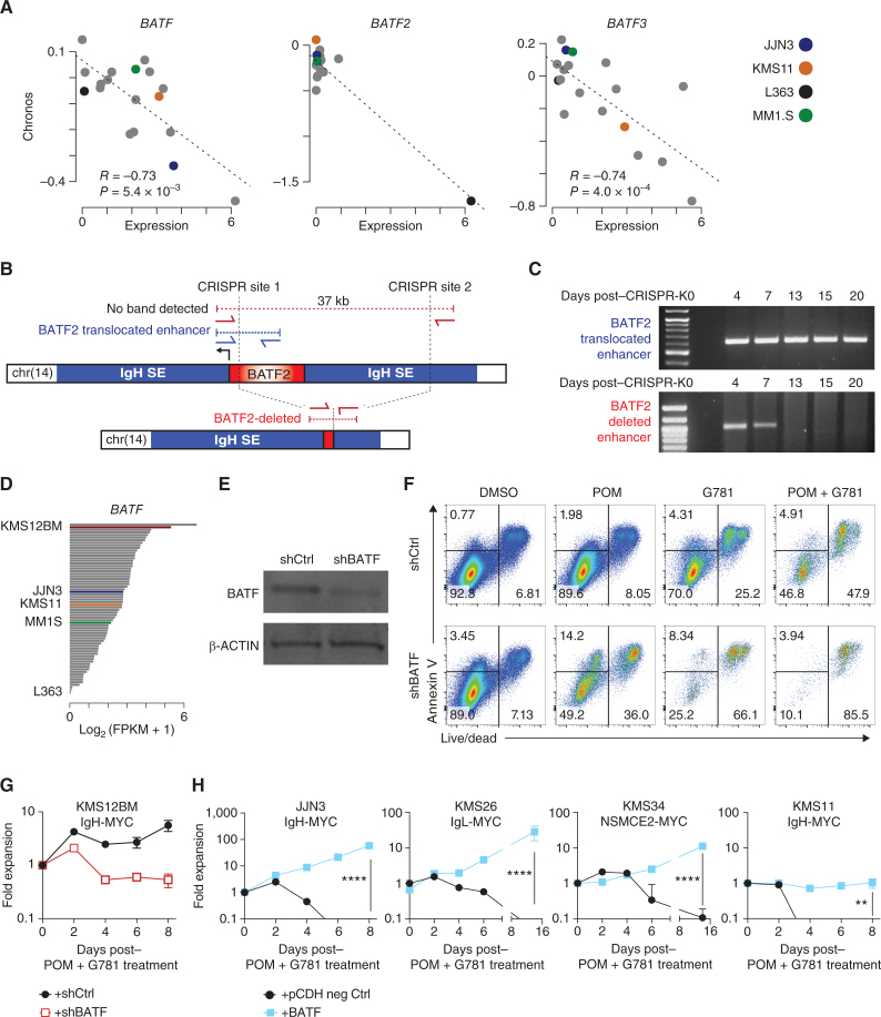 Figure 6. BATF proteins promote myeloma viability and drug resistance. A, Scatter plot of expression (x axis) by dependency (Chronos, y axis) for BATF (left), BATF2 (middle), and BATF3 in multiple myeloma cell lines in the DepMap project. Expression data from the Cancer Cell Line Encyclopedia. Pearson correlation (R) and significance of correlation (P) as determined by linear regression are listed. Select cell lines are denoted in color (key, right). B, Diagram of the BATF2 translocation in L363 cells identified by mate-pair sequencing (top), CRISPR-Cas9 targeting sites (vertical dotted lines), and the PCR primers (red and blue arrows) used to distinguish the endogenous translocated region from the successfully deleted BATF2/enhancer region (bottom). C, PCR analysis of genomic DNA from L363 cells electroporated with CRISPR-Cas9 and sgRNAs targeting the BATF2/Enhancer locus (B). The top gel shows the detection of the translocated BATF2/enhancer across all days tested. Bottom panel shows successful deletion of BATF2/enhancer that is lost following 7 days of coculture expansion. D, BATF expression in a panel of 66 HMCLs determined by RNA-seq. Expression is shown in fragments per kilobase per million reads (FPKM) with select cell lines labeled and shown in color. E, Western blot of BATF and β-ACTIN loading control in shRNA knockdown of BATF (shBATF) or a negative control (shCtrl) of BATF in KMS12BM cells. F, Representative flow cytometry plots of KMS12BM cells infected with shRNA empty vector (top) or an shRNA targeting BATF (bottom). Cells were plated at equal densities on day 0, then treated for 3 days with DMSO control, 200 nmol/L POM, 40 nmol/L G781, or the combination. Annexin V is shown on the y axis, Live/Dead viability dye is on the x axis. Equal volumes were analyzed for all conditions and biological triplicates were measured. The percent population of each gate is listed. G, Growth curve of panel F KMS12BM cells infected with shRNA empty vector (black line) or an shRNA targeting BATF (red line) and then treated with combination 200 nmol/L POM plus 40 nmol/L G781. Fold expansion is shown on the y axis (log10 scale). Days posttreatment are shown on the x axis. H, Growth curves of 4 different HMCLs expressing negative (neg) ctrl eGFP (black lines) or exogenous BATF (blue lines) and treated with combination 200 nmol/L POM plus 40 nmol/L G781. Fold expansion is shown on the y axis (log10 scale). Cell line and translocated enhancer driving MYC expression are shown on top. Days posttreatment are shown on the x axis. P values determined by an unpaired t test.