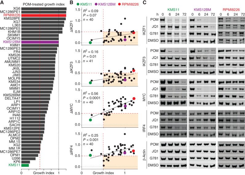 Figure 1. IMiDs require MYC and IRF4 downregulation to be effective. A, Ranked bar plot of growth index scores for 48 HMCLs treated for 3 days with 200 nmol/L POM. B, Plots of ≥40 HMCLs (each dot is a cell line) showing changes in protein levels (y axis) with corresponding growth index scores (x axis) 3 days after treatment with 200 nmol/L POM. Changes in protein levels were determined by first normalizing to total protein using REVERT, then calculating differences relative to parental DMSO-treated control as determined by western blot. C, Representative western blots for 3 HMCLs treated with either 200 nmol/L POM (IKZF1/3 degrader), 250 nmol/L JQ1 (BRD4 inhibitor), 40 nmol/L GNE-781 (G781; EP300 inhibitor), or DMSO control. A and B, Vertical dotted red lines indicate a 50% growth index score. B, Horizontal dotted red lines indicate 50% reduction in protein levels compared with DMSO control. Shaded box indicates conditions where protein levels dropped below 50%, whereas growth index scores remained higher than 50%. Pearson correlation (R) and significance of correlation (P) as determined by linear regression are listed. A–C, Cell lines KMS11, KMS12BM, and RPMI8226 are highlighted in color as representative examples.