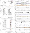 Figure 4. POM + G781 result in chromatin accessibility loss at MM translocated and lineage enhancers. A, Odds ratio of overlap for EP300 and IKZF1 ChIP-seq peaks (MM1S cells) with regions that lost (top) or gained (bottom) chromatin accessibility after POM (200 nmol/L) and G781 (40 nmol/L; POM + G781) treatment in JJN3 (blue) and KMS11 (orange). Confidence intervals (95%) are shown. B, Genome plot of the IGH 3′ enhancers (top), the DUSP22/IRF4 locus (middle), and POU2AF1 (bottom). Differentially accessible regions (DAR) are denoted by black marks. ATAC-seq for JJN3 (blue) and KMS11 (orange) is shown for control cells (lighter shades) along with changes induced by POM + G781 treatment (darker shades). Negative values indicate a loss in chromatin accessibility. IKZF1 and EP300 ChIP-seq are shown below for MM1S myeloma cells. Transcription-factor (TF) binding motifs enriched in regions that lose chromatin accessibility are shown (bottom, each plot). C, RNA expression of POU2AF1 as determined by RNA-seq in KMS11 (left) and JJN3 (right) for DMSO, POM (200 nmol/L), G781 (40 nmol/L), and combination (combo) treated cells. D, Odds ratio of overlap of transcription-factor binding motifs with regions that gain (top) or lose (bottom) chromatin accessibility in JJN3 (blue) and KMS11 (orange). Only TF families enriched (FDR ≤0.01) in both JJN3 and KMS11 are shown with the highest-ranking TF from each family, labelled. TF are from HOMER software with 95% confidence intervals shown. ATAC-seq data (B) represent one replicate and RNA-seq (C) represent two replicates per cell line per condition.