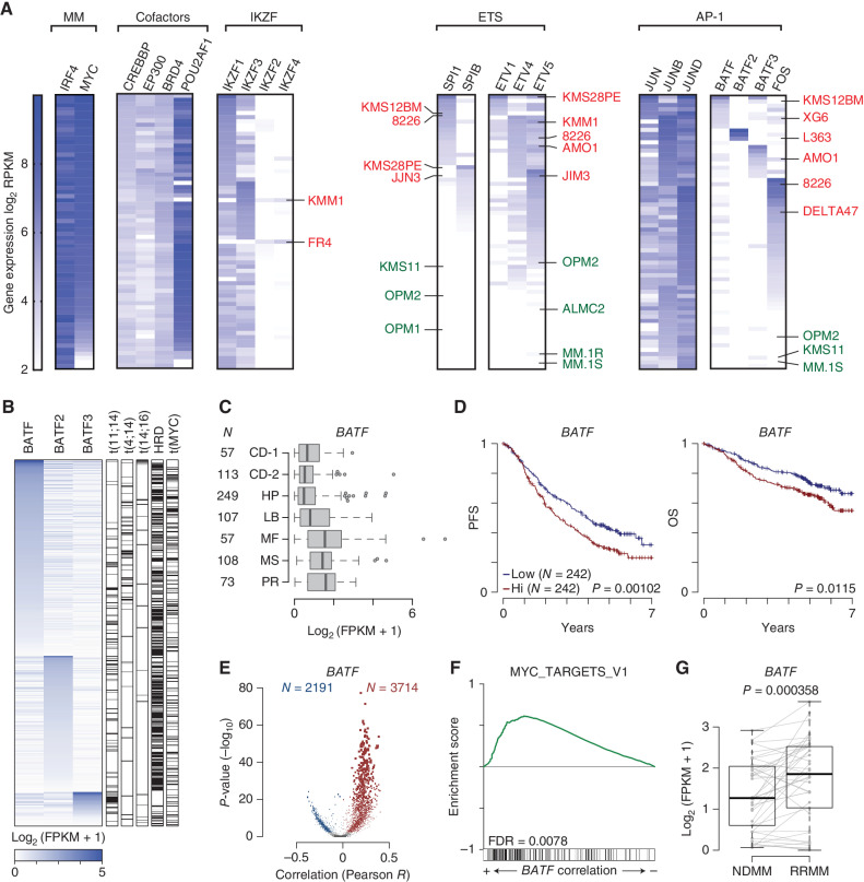 Figure 5. Myeloma tumors have unique trans-factor expression plasticity that contributes to poor outcomes in patients. A, Gene-expression data for 66 HMCLs displayed as a heat map using log2 RPKM values (key on left). HMCLs were grouped functionally: MM (multiple myeloma factors, IRF4 and MYC); cofactors; IKZF (zinc finger proteins); ETS factors; and AP-1 factors). Once grouped, the cells were then ranked in seven different ways based on trans-factors of interest (listed diagonally above). Each black box has a unique rank order based on the gene-expression levels for the factors listed. A cell line can only occupy one row per black box. Select IMiD-resistant cell lines are denoted in red, and IMiD-sensitive cell lines in green. B, Expression of BATF, BATF2, and BATF3 in newly diagnosed (NDMM) CoMMpass samples with matching RNA-seq and whole-genome sequencing (N = 586). Primary IGH translocations, hyperdiploidy (HRD), and MYC translocations are annotated (right). C, Box plot of BATF expression in NDMM samples from the CoMMpass study categorized by gene-expression subtype for samples with RNA-seq (N = 764). The number of samples (N) in each subtype is denoted (left); subtypes are from Zhan et al. (55). CD-1, Cyclin D1; CD-2, Cyclin D1 and CD20; HP, hyperdiploid; LB, low bone disease; MF, MAF; MS, MMSET; PR, proliferation. D, Progression-free survival (PFS; left) and overall survival (OS; right) Kaplan–Meier curves of CoMMpass NDMM patients with RNA-seq and outcome data and treated with first-line IMiD-containing therapies (N = 484) stratified by median BATF expression. P values were determined by a Wald test of a Cox-proportional hazard regression treating BATF expression as a quantitative response. E, Volcano plots of gene expression correlated with BATF. The Pearson correlation coefficient of each gene with BATF is shown on the x axis, and the significance −log10(P value) is shown on the y axis. Genes significantly (FDR ≤0.01) correlated with BATF are shown in color (red, positive; blue, negative) with the number of significant genes listed (N). F, GSEA of gene expression correlated with BATF in a cross-sectional analysis of CoMMpass NDMM samples. The enrichment score is shown (top) with overlap with GSEA hallmark gene sets shown on the bottom. G, BATF expression in paired NDMM and relapse refractory (RRMM) samples from 35 CoMMpass patients with matching samples treated with IMiD-containing first-line therapies. P value was determined with a linear regression using a covariate for the patient.