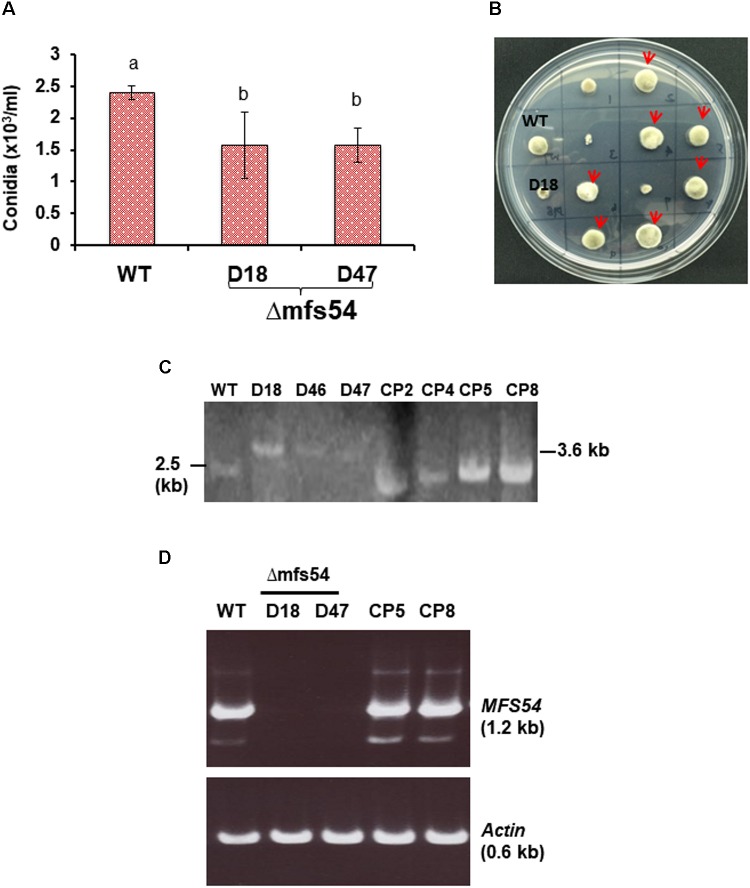 FIGURE 2