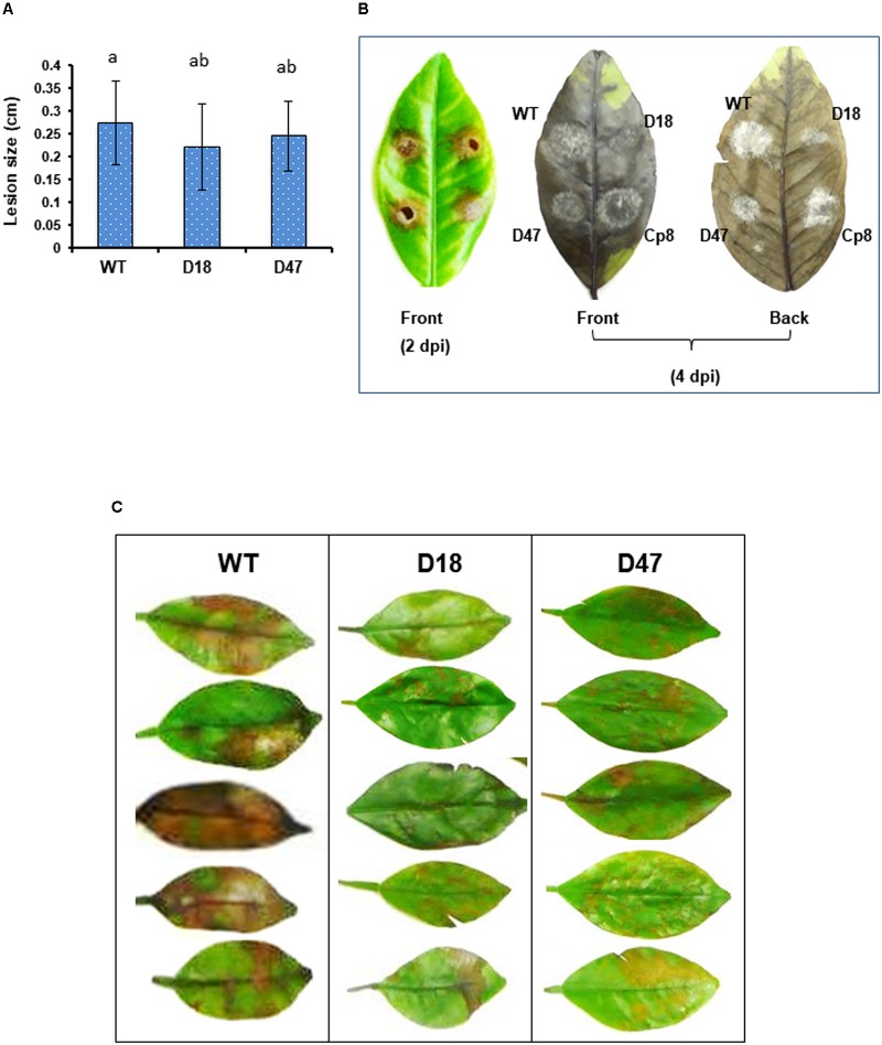 FIGURE 4