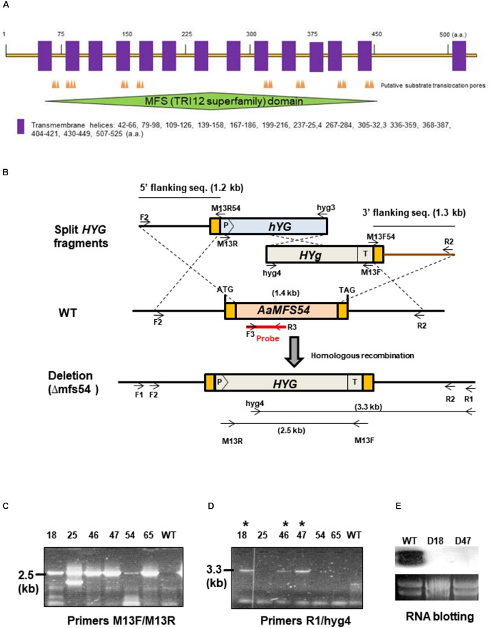 FIGURE 1