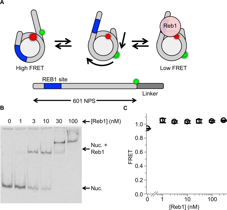 Figure 2—figure supplement 2.