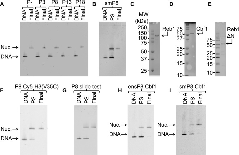 Figure 1—figure supplement 1.