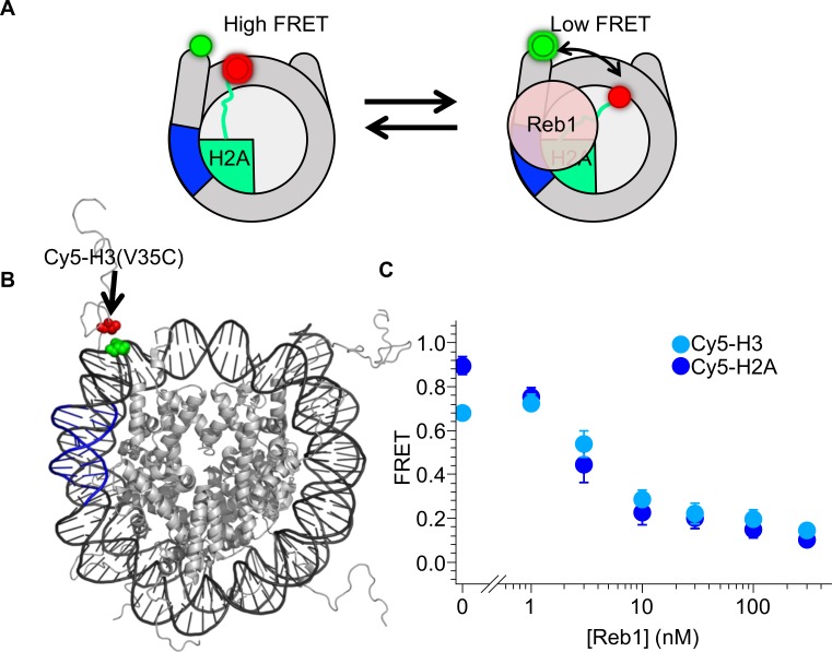 Figure 2—figure supplement 1.