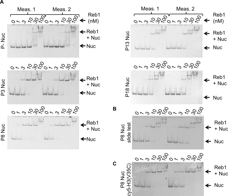 Figure 1—figure supplement 3.