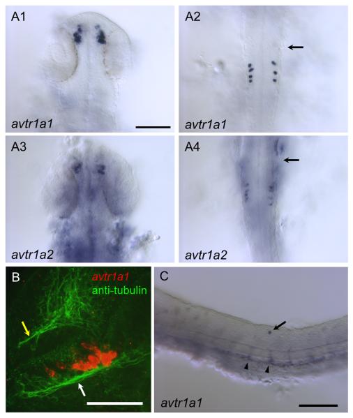 Fig. 2