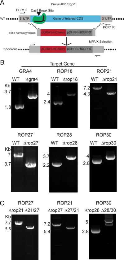 Figure 4