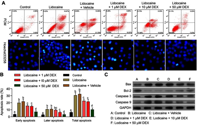 Dexmedetomidine protects PC12 cells from lidocaine-induced cytotoxicity ...