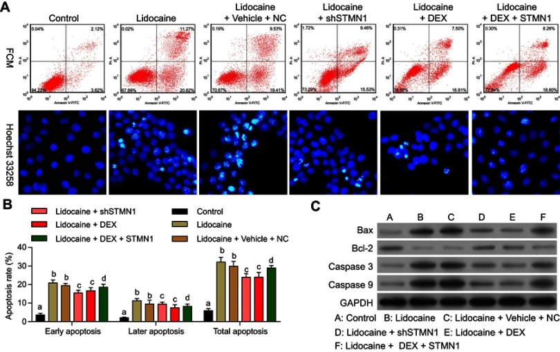 Dexmedetomidine protects PC12 cells from lidocaine-induced cytotoxicity ...