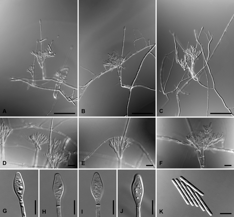 Fig. 17