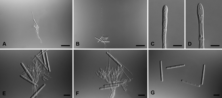 Fig. 13