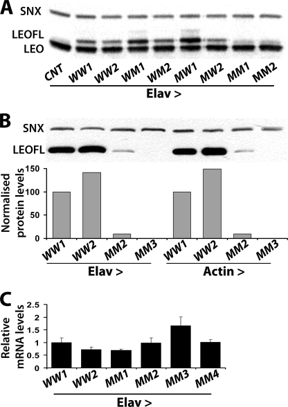 FIGURE 1.