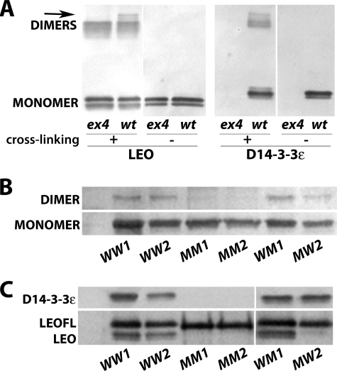 FIGURE 3.