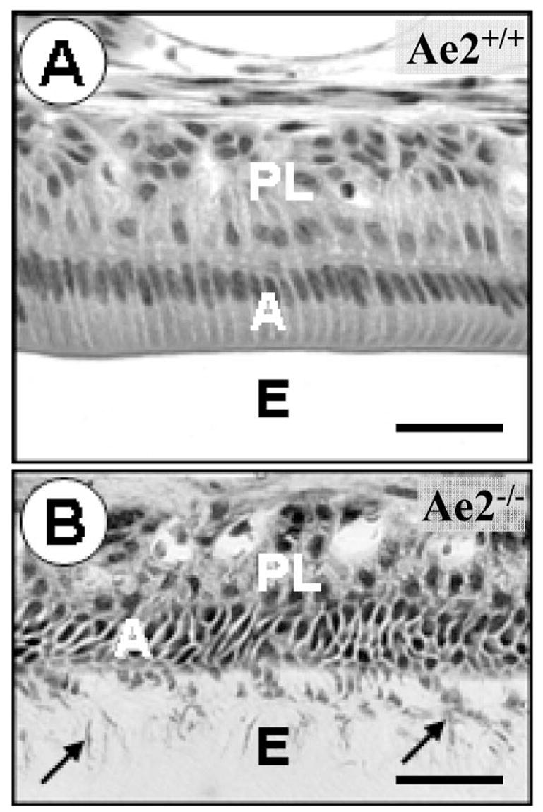 Figure 2A–B