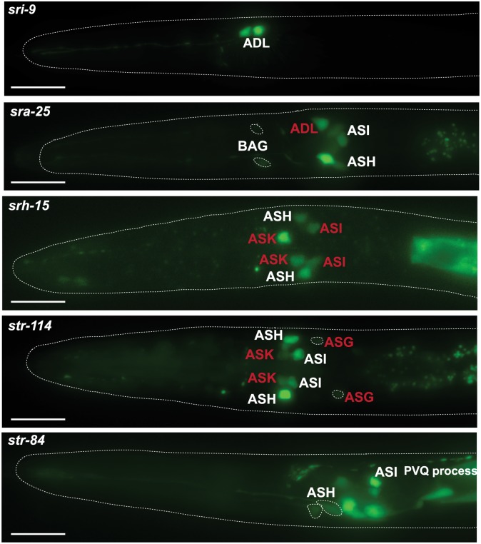 Fig 12