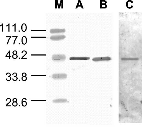 FIG. 5.