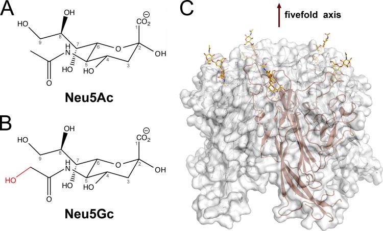 FIG 1