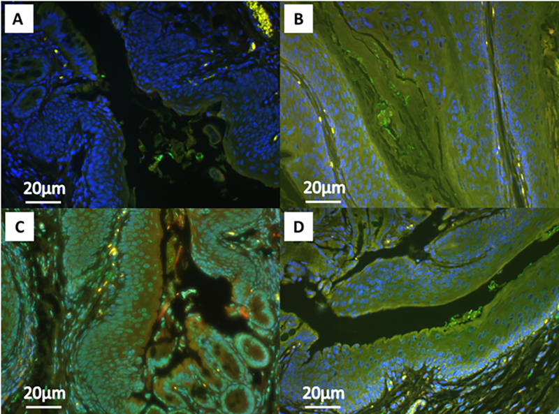 Figure 6: