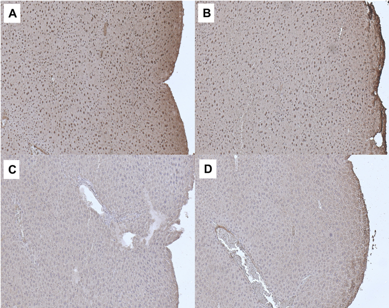 Figure 4: