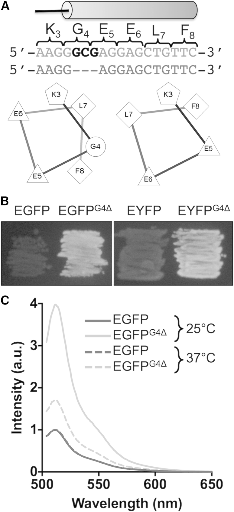 Figure 3