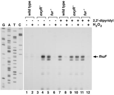 FIG. 6