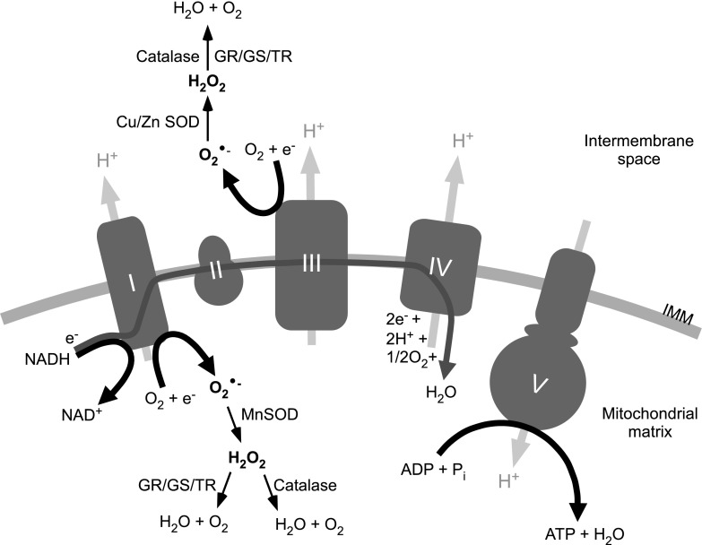 FIG. 2.