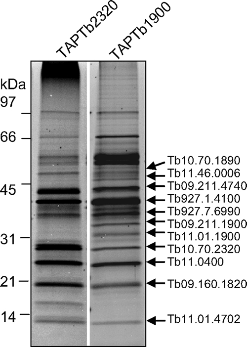 FIG. 7.