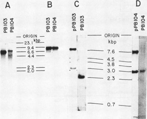 graphic file with name molcellb00146-0189-a.jpg