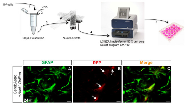 Figure 2.