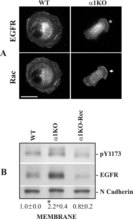 FIG. 8.