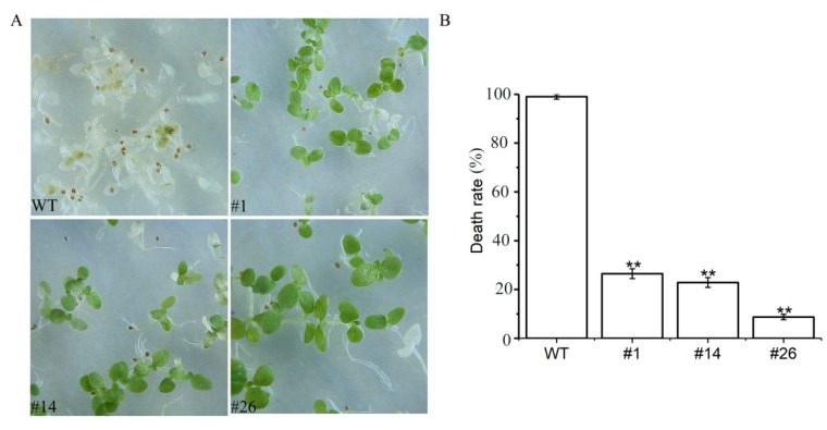 Figure 5