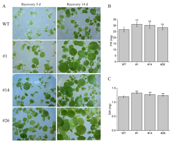 Figure 6