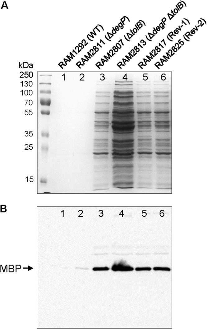 FIG 2