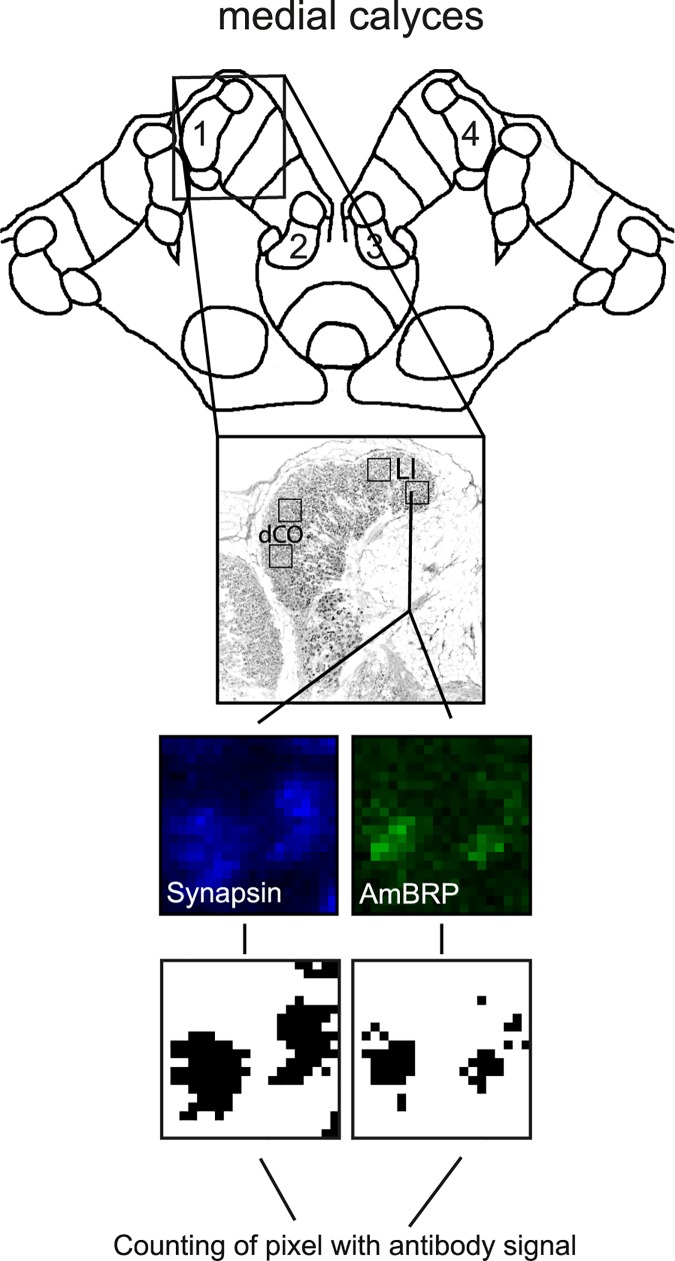 Fig 5