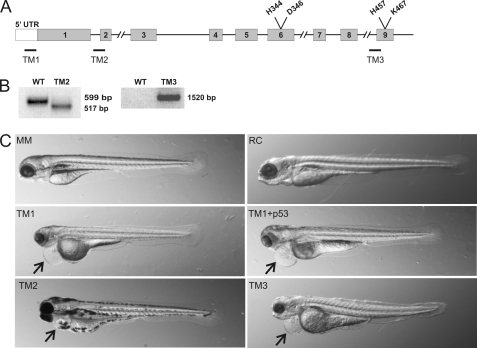 FIGURE 2.