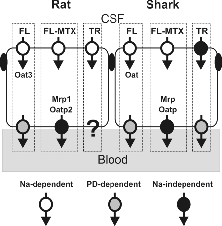 Fig. 12.