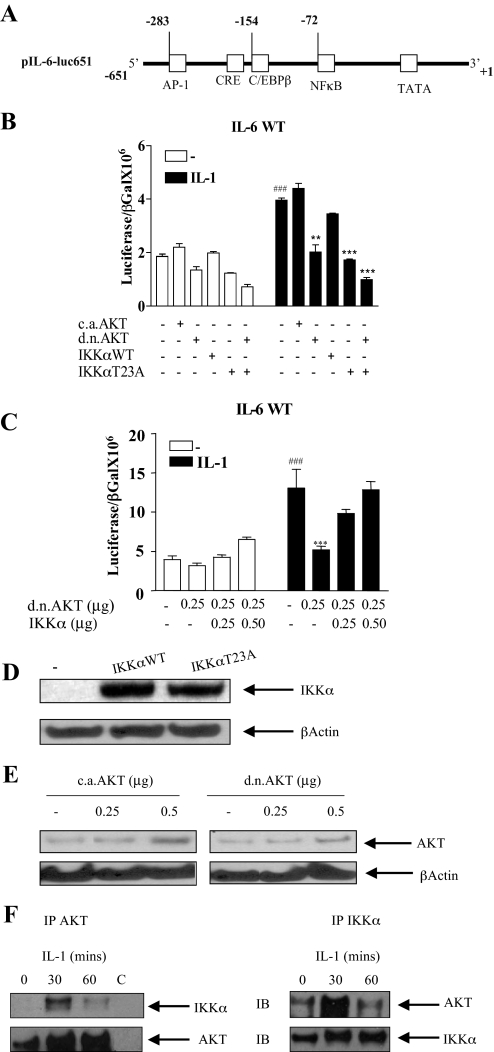 FIGURE 4.