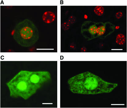 Figure 1.—