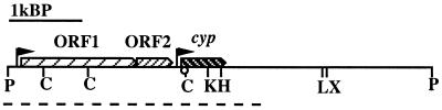 FIG. 1