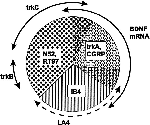 Fig. 10.