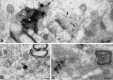 Fig. 9.